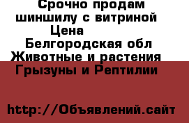 Срочно продам шиншилу с витриной › Цена ­ 5 000 - Белгородская обл. Животные и растения » Грызуны и Рептилии   